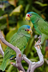White-fronted Amazon (Amazona albifrons)