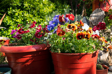 Viola (Viola Odorata, Menekse) flower tricolor, with dark orange yellow brown petals. pansy blossoms, hybrid plant of Violaceae family,  Colorful Flower