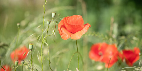 Fototapeta premium Bezaubernder Mohn
