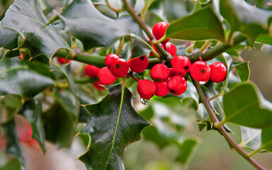 Raindrop dripping of some red holly berries with the classic green holly leaves and branches nearby, on a fresh Christmas plant.