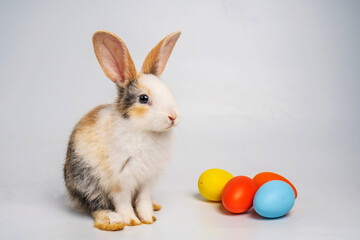 Baby light brown and white spotted bunny or rabbit and colorful Esther's eggs isolated on white background, Rabbit standing and action..