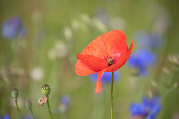 Obraz premium Mohnblumen und Kornblumen Synphonie