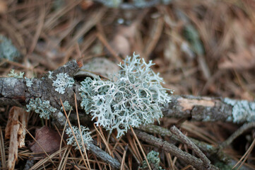 Lichen Evernia prunastri or Oakmoss on a branch on forest floor