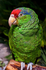 Red-crowned Amazon (Amazona viridigenalis)