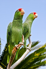 Red-crowned Amazon (Amazona viridigenalis)