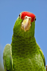 Red-crowned Amazon (Amazona viridigenalis)
