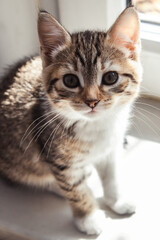 Naklejka na ściany i meble Beautiful portrait of a kitten in the sun. Beautiful cat at home. Domestic animal.