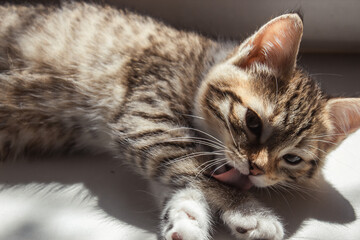 Beautiful cute cat licks its paw in the sun