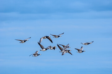 Barnacle Goose (Branta leucopsis) in Barents Sea coastal area, Russia