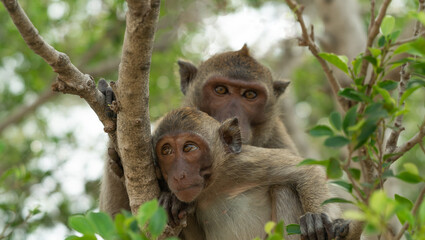 Mother and baby macaques sit and rest during the day.
