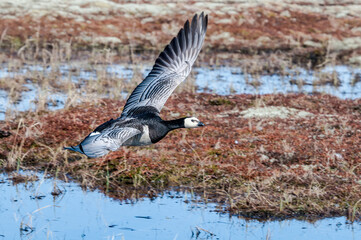 Barnacle Goose (Branta leucopsis) in Barents Sea coastal area, Russia