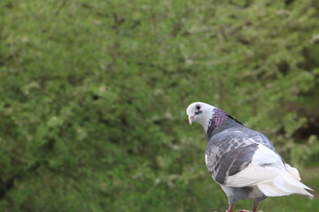 Pigeon on a branch