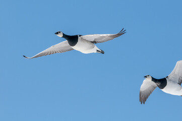 Barnacle Goose (Branta leucopsis) in Barents Sea coastal area, Russia