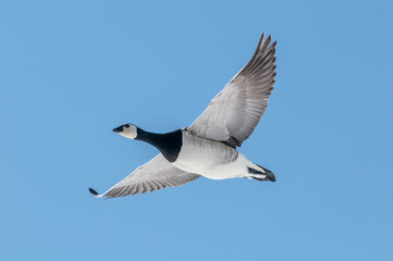 Barnacle Goose (Branta leucopsis) in Barents Sea coastal area, Russia