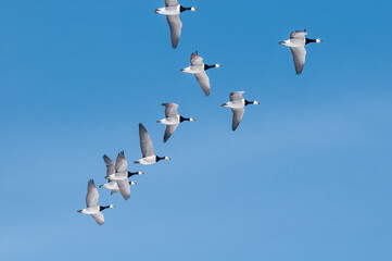 Barnacle Goose (Branta leucopsis) in Barents Sea coastal area, Russia