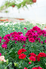 Greenhouse for growing flowers. The concept of home growing, floriculture, green farming.