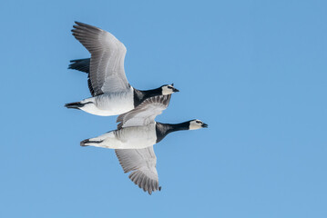 Barnacle Goose (Branta leucopsis) in Barents Sea coastal area, Russia