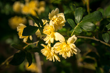 Different yellow little roses flowers in a green lush garden. Close-Up Photo