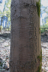 detailed bark texture