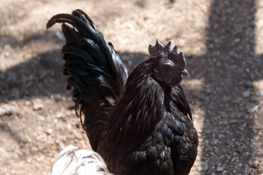 Close up of a black rooster, chicken breed. Hyperpigmentation in farm animals