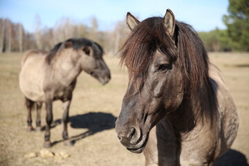 Fototapeta na wymiar two wild horses in the field