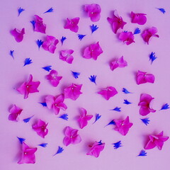 pink and blue flowers on pink bachground .Postcard.