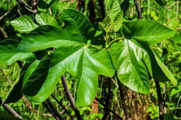 Young spring leaves of Ficus carica on a blurred background of greenery of garden. Selective focus, nature concept for design. There is place for text.