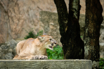 Cougar