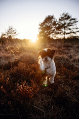 Streifzug mit Hund durch Moor bei Wistedt in Niedersachsen