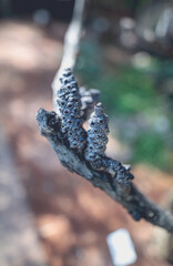 Dried Seed Capsules on a branch