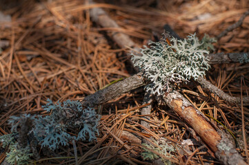 Lichen Evernia prunastri or Oakmoss on a branch on forest floor
