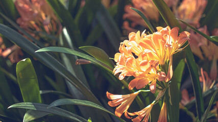 orange blossoms in sunlight