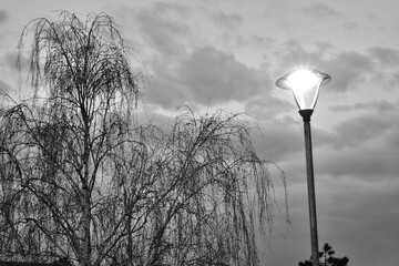 street lamp and tree