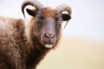 portrait of a sheep © Fotopoco