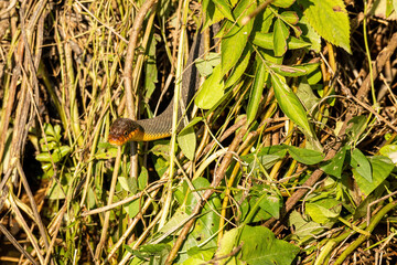 Red-Bellied Water Snake Slithers Through Marsh Grass.