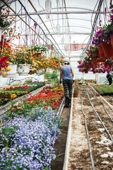 Greenhouse for growing flowers. The concept of home growing, floriculture, green farming.