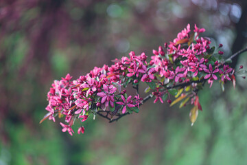 pink blossoms on a branch