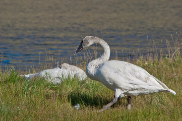 Trumpeter Swans (Cygnus buccinator) in Yellowstone National Park, USA
