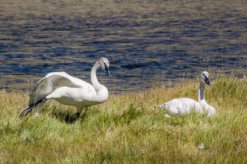 Trumpeter Swans (Cygnus buccinator) in Yellowstone National Park, USA