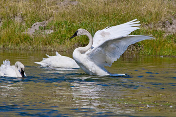 Trumpeter Swans (Cygnus buccinator) in Yellowstone National Park, USA