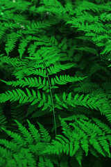 Naklejka na ściany i meble fern leaves in the forest, natural background