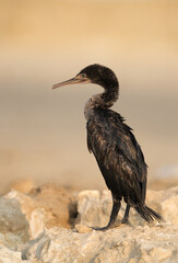 Obraz na płótnie Canvas Socotra cormorant at Busaiteen beach, Bahrain