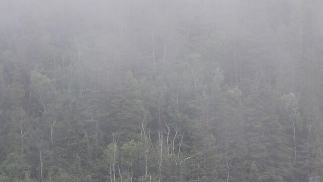 brouillard sur la for&ecirc;t