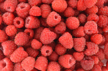 Raspberries background. Fresh red berries of ripe raspberries