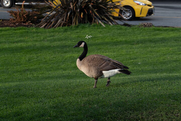 ave em vancouver no lago