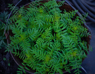 The little green jungle, ready to bloom and bloom in beautiful flowers soon