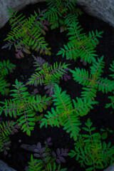 The little green jungle, ready to bloom and bloom in beautiful flowers soon