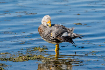 Male of Flying Steamer Duck (Tachyeres patachonicus) on lagoon in Ushuaia, Land of Fire (Tierra del Fuego), Argentina
