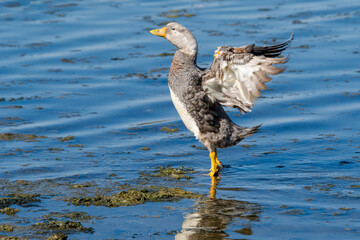 Male of Flying Steamer Duck (Tachyeres patachonicus) on lagoon in Ushuaia, Land of Fire (Tierra del Fuego), Argentina