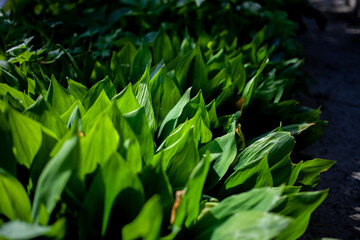 Naklejka premium Summer greens receive the sun's rays and enjoy the world